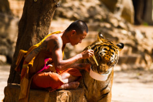tiger-buddhist-monk.jpg