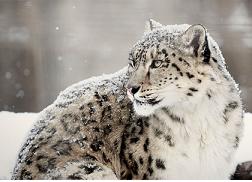 SnowLeopardBuddhism_m_0906.jpg