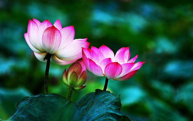 chinese-lotus-flower-meaning.jpg
