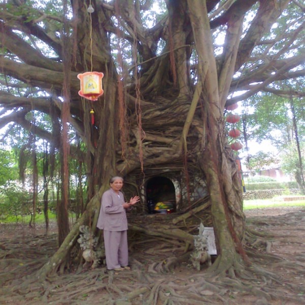 Vĩnh Phúc: Kỳ bí cây sanh bảo vệ tháp cổ ở chùa Hà Tiên - Ảnh 2